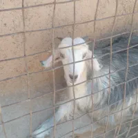 ۴۴ بیگ نر، کهره، بزغاله