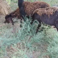 گوسفند