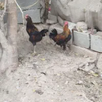 خروس جوان خمونی