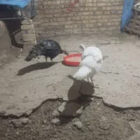 بوقلمون