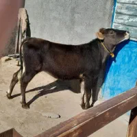 گاوه ماده