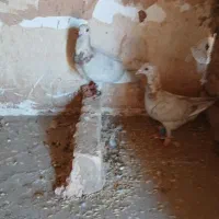 کله هما