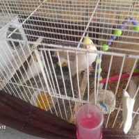 جوجه عروس هلندی