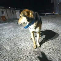 واگذاری سگ نر