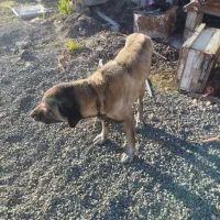 سلام سگ سراب