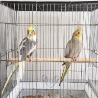 جفت عروس هلندی زیبا و سرحال با قیمت مناسب