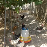 خروس گلین اصل معاوضه