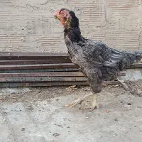 مرغ افغان