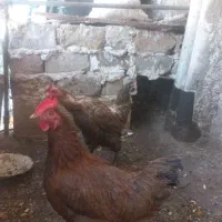 مرغ