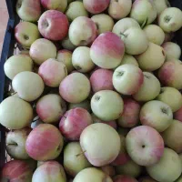 سیب گلاب درجه یک قهرود
