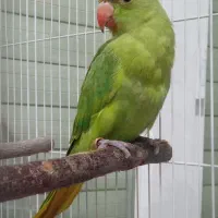 جوجه طوطی ملنگو ۲ماهه اهلی