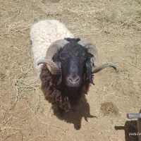 فروش بره و قوچ