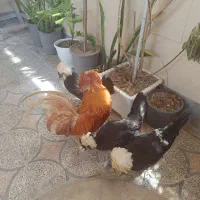 مرغ و خروس لهستانی
