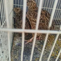 دو جفت بلدرچین تخم گذار