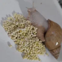 فروشنده  حلزون
