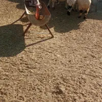 فروش کاور ابستن