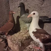 کبوترجوجه