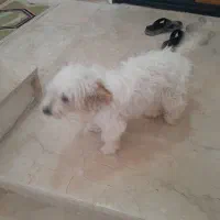 سگ پا کوتاه