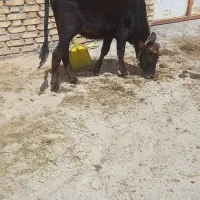 گوساله ماده ۹ ماهه