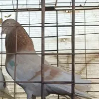 ۲۰ طوق کبوتر نروماده شمرونی و تهرونی ضمانتی عطیقه