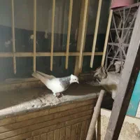 چپ سیاه کاکلی نر