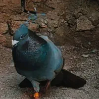 یه جفت کفتر مسافتی