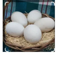 تخم قو غاز نطفه دار