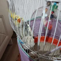 عروس هلندی