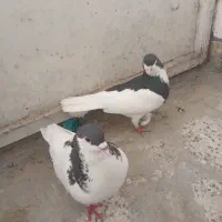 کبوتر وسه تا اردک