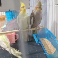 یک جفت عروس هلندی
