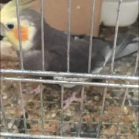 عروس پاریس مولد همراه یادوعدد جوجه ده روزه