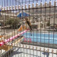 سهره دورگه