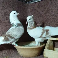 کفتر فوق پرشی