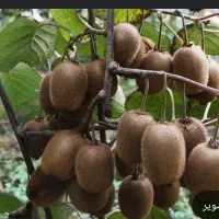 خرید کیوی زیر برک و ۵۰ به بالا