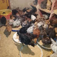 جوجه گلپایگان دوماهه واکسن خورده سالمون سرحال