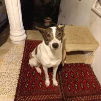 واگذاری با پر کردن فرم تعهد