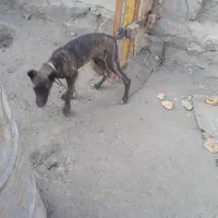 ۰۰۰|حیوانات مزرعه|مشهد, فدک|دیوار