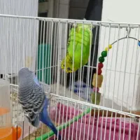 جفت مرغ عشق نر و ماده