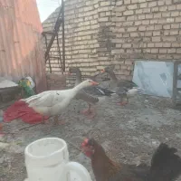سه عدد غاز خانگی سنگین وزن یکی نر ودوتا ماده