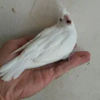 جوجه عروس و عروس بالغ