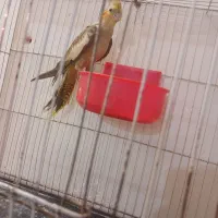 عروس هلندی