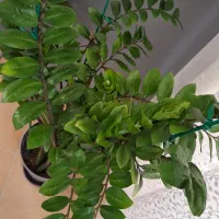 گل و گیاه طبیعی