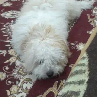 سگ پاکوتاه شیتزوکراس رنگ سفیدکرمی