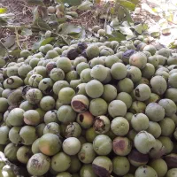 گردو
