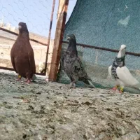 کفتر رنگی بی عیب