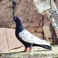 کبوتر سینه سیاه نر