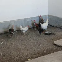 خروس