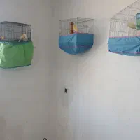 قناری نر و ماده