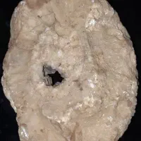 فسیل دریایی|کلکسیون اشیاء عتیقه|سپیدان, |دیوار