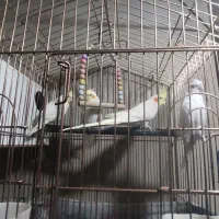 عروس هلندی